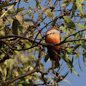 Vermilion Flycatcher (female)