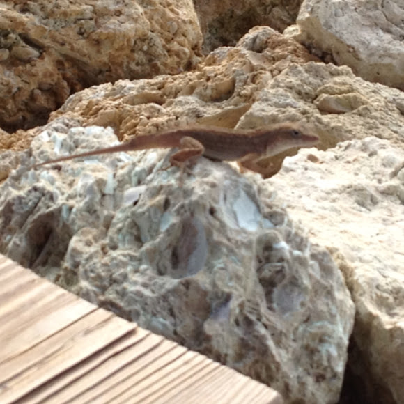 Spotting Image 1