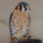 American Kestral