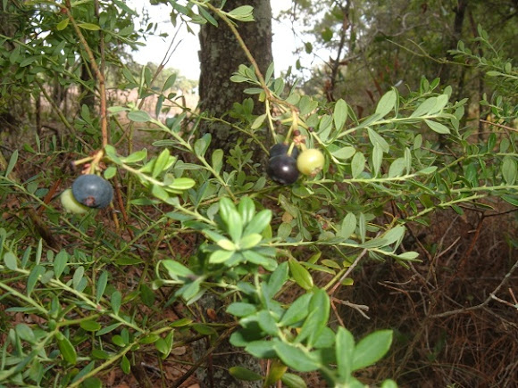 Spotting Image 1