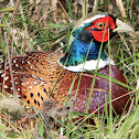 Ring Necked Phesant