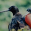Magnificent Frigatebird