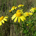 Common Ragwort