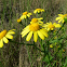 Common Ragwort