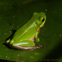 Eastern Dwarf Tree Frog