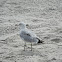 Ringbill gull