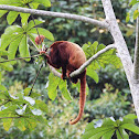 Red Howler Monkey