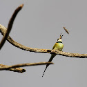 White-throated Bee-eater