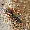 Wasp