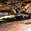 Candle Snuff Fungus