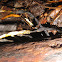 Candle Snuff Fungus