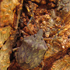 Bark Stink Bug