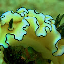 nudibranch