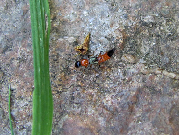 Spotting Image 1