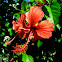 Hibiscus