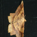 Deep yellow euchlaena