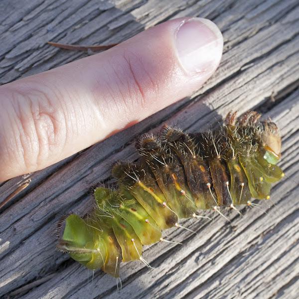 polyphemus moth caterpillar (sick) Project Noah