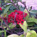 Ixora
