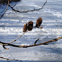 Yellow Birch