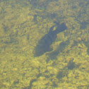 Butterfly Peacock Bass
