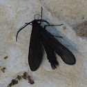 Western Grapeleaf Skeletonizer