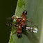 Fruit Flies