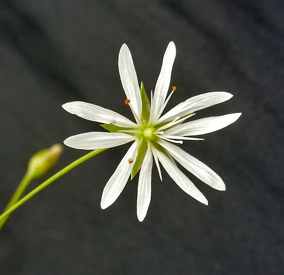 Spotting Image 1