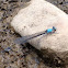 Damsel fly