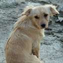 Dog (Cane)
