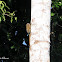 Pygmy marmoset monkey