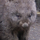 Wombat