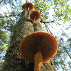 telegraph pole mushrooms