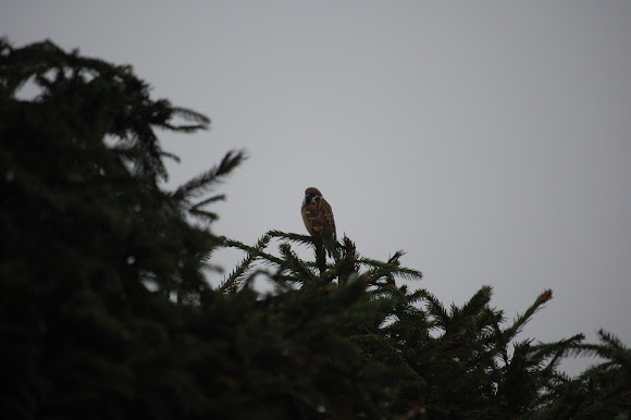 Spotting Image 1