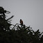 Tree Sparrow