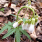 Cut-leaved toothwort