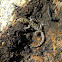 Granite Night Lizard