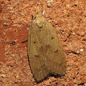 Gold-striped Leaftier