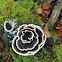 turkey tail
