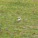 Northern Wheatear