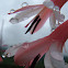 Fynbos-Watsonia spp