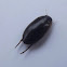 Predaceous diving beetle