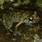 Greenhouse Frog