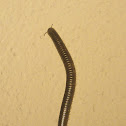 little Black Diplopoda