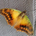 Green-veined Emperor