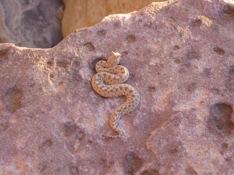 Horned Viper