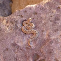Horned Viper