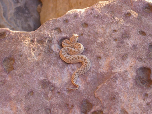 Spotting Image 1