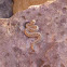 Horned Viper