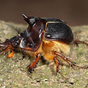 Geotrupid Beetle