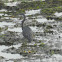 Western Reef Egret